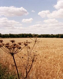 Gather Cook Feast | Book 14 Gather Cook Feast | Book -Falke Store 6chta s2 book