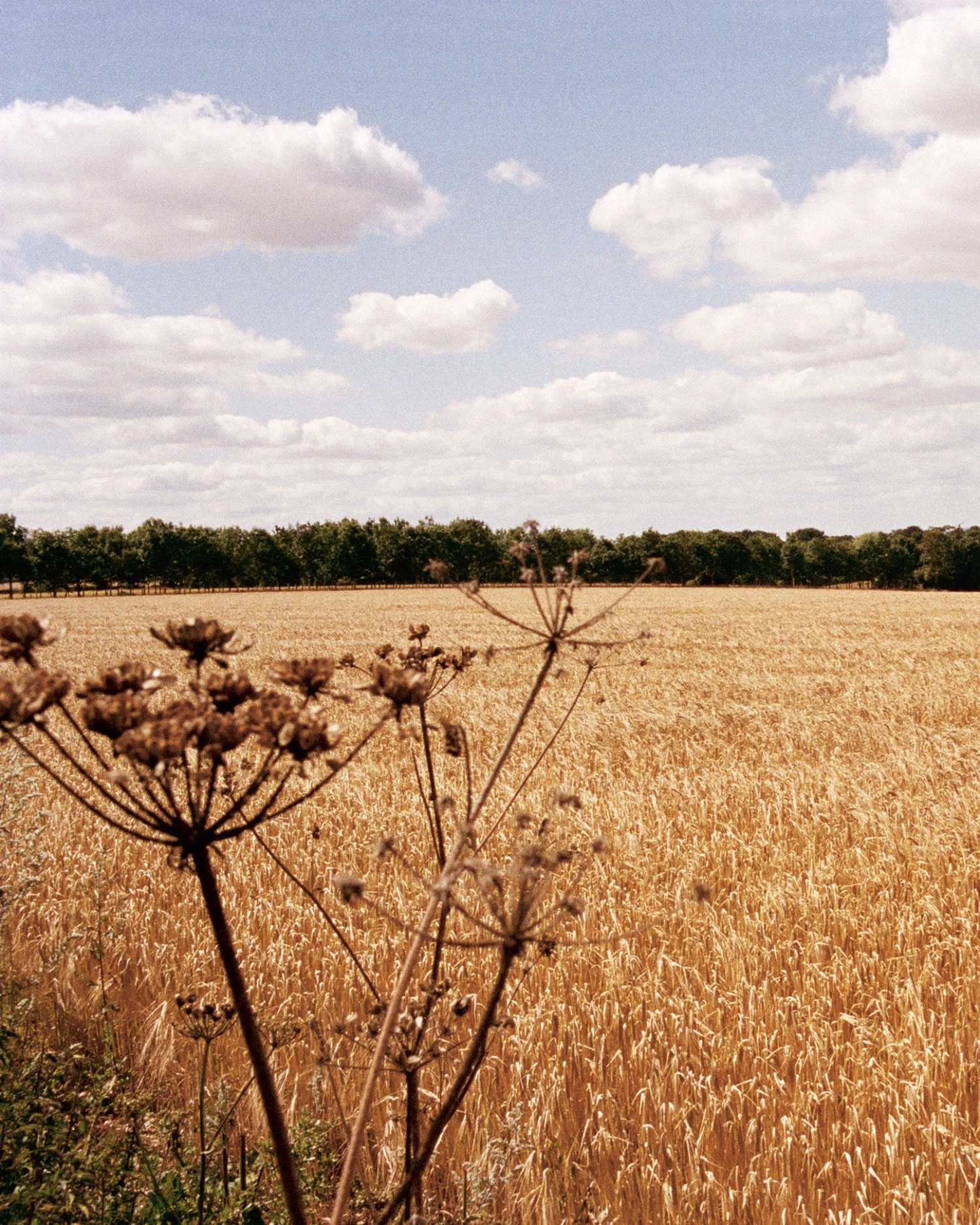 Gather Cook Feast | Book 8 Gather Cook Feast | Book - Image 6