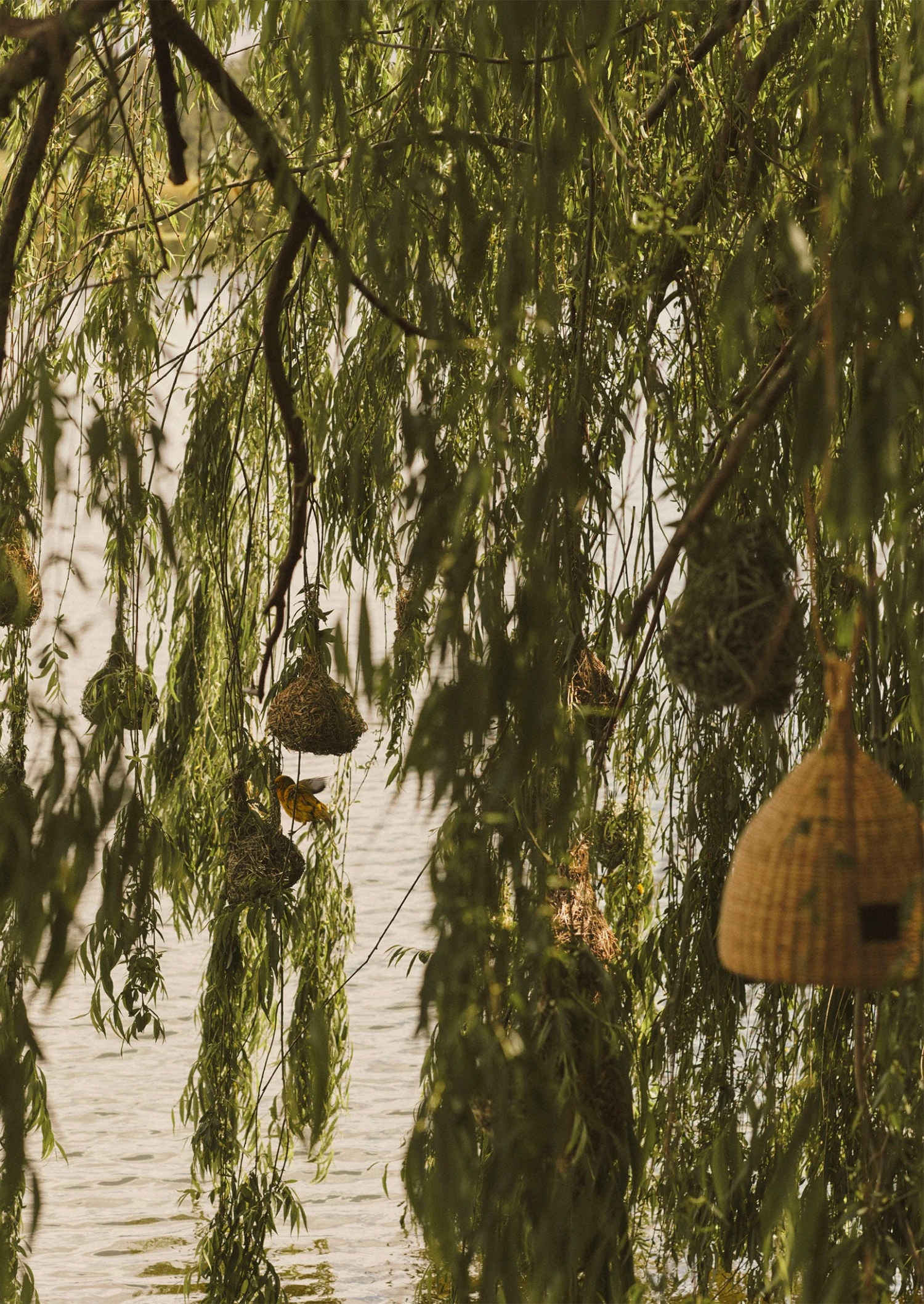 Veta Vera Grass Bird Nester | Natural 5 Veta Vera Grass Bird Nester | Natural - Image 3