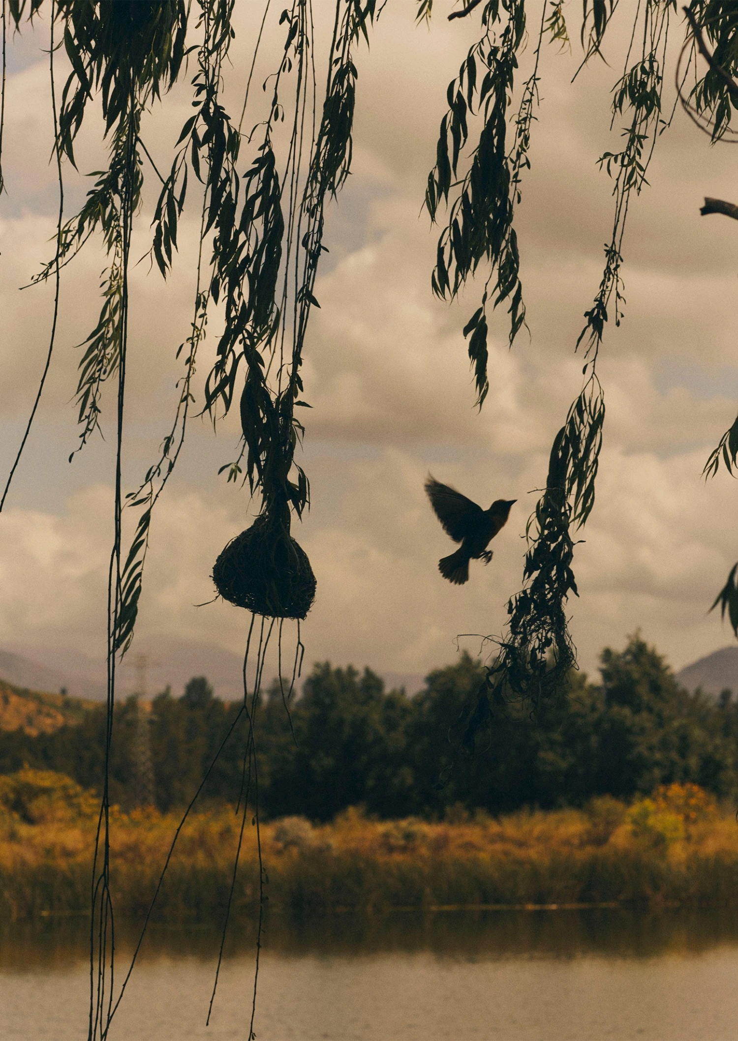 Veta Vera Grass Bird Nester | Natural 8 Veta Vera Grass Bird Nester | Natural - Image 6