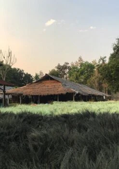 Sorghum Stripe Broom | Toffee -Falke Store thumbnail sorghum 3